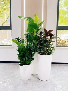 宁波镇海植物出租设计